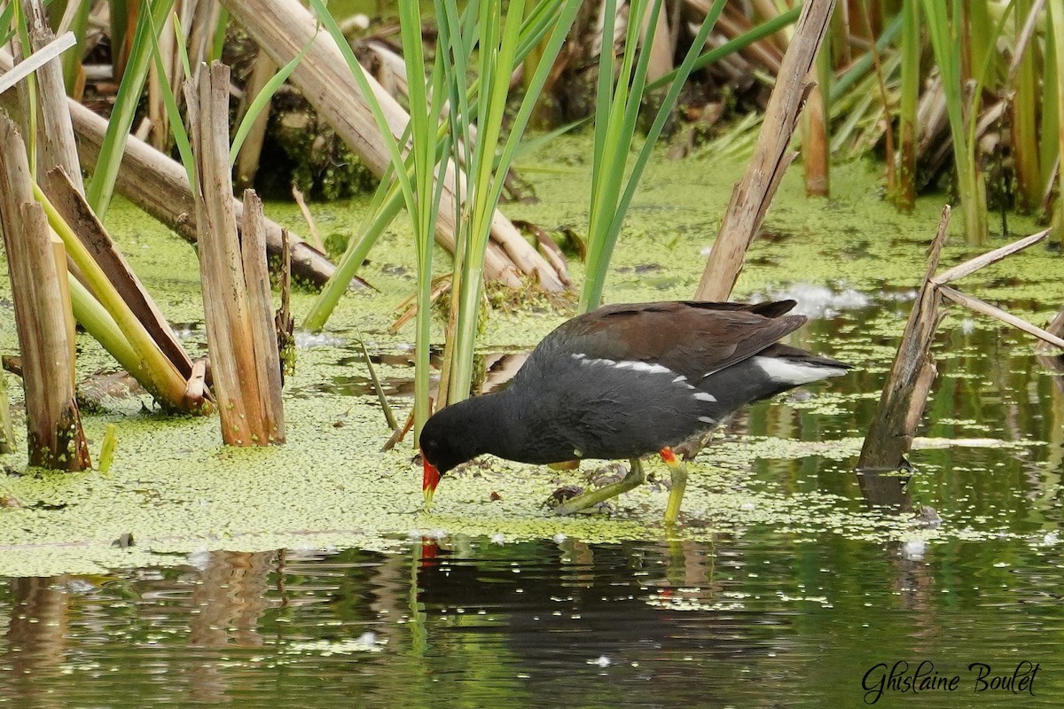 Common Gallinule - ML620333289