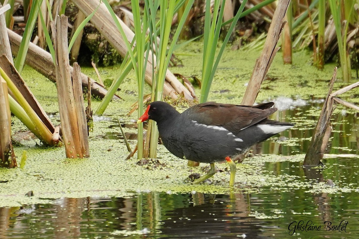 Common Gallinule - ML620333290