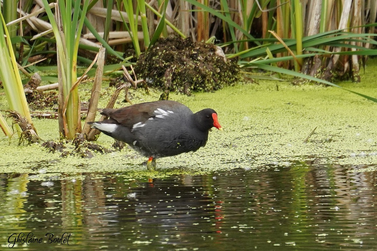 Common Gallinule - ML620333291