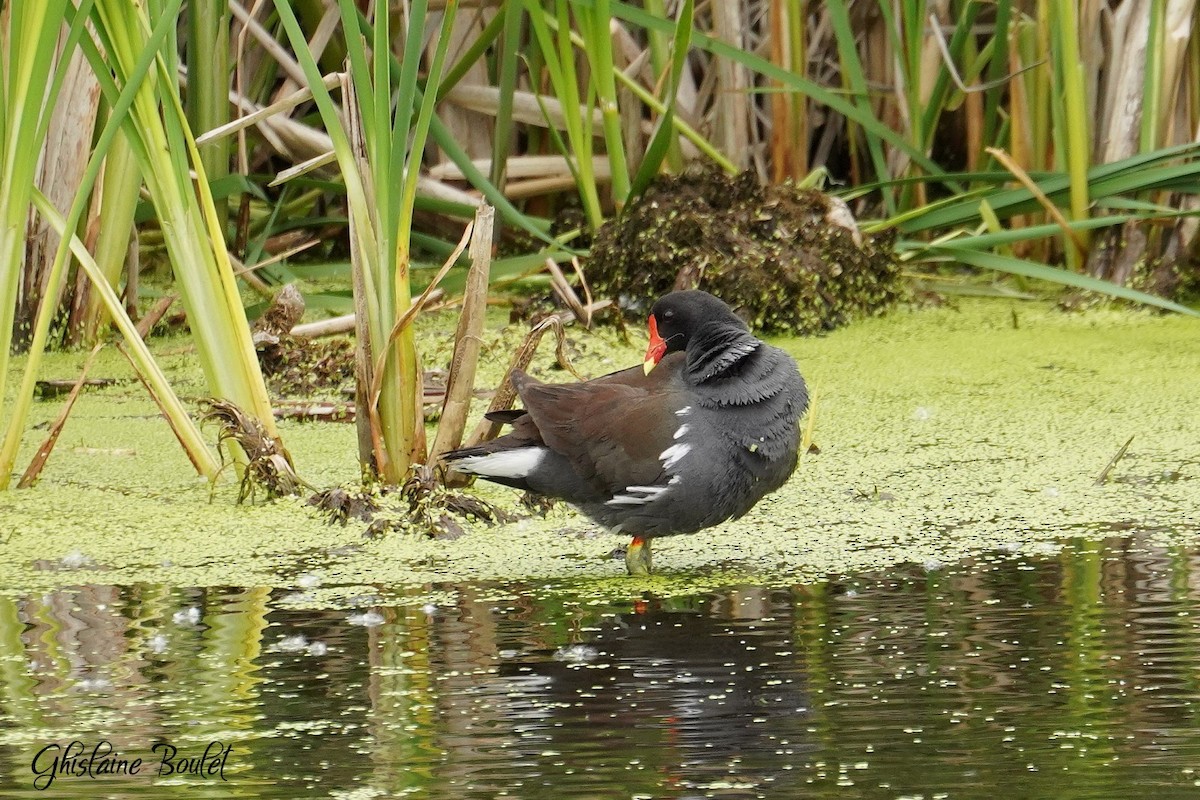 Common Gallinule - ML620333293