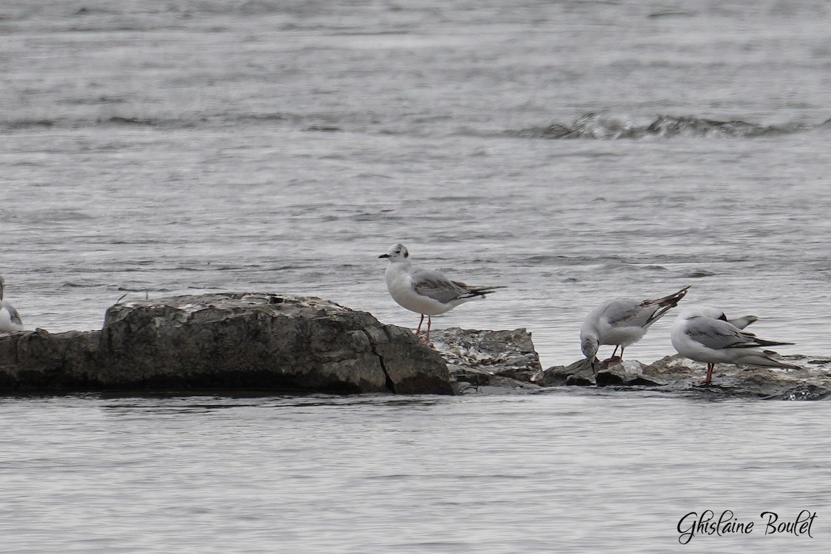 Black-headed Gull - ML620333306