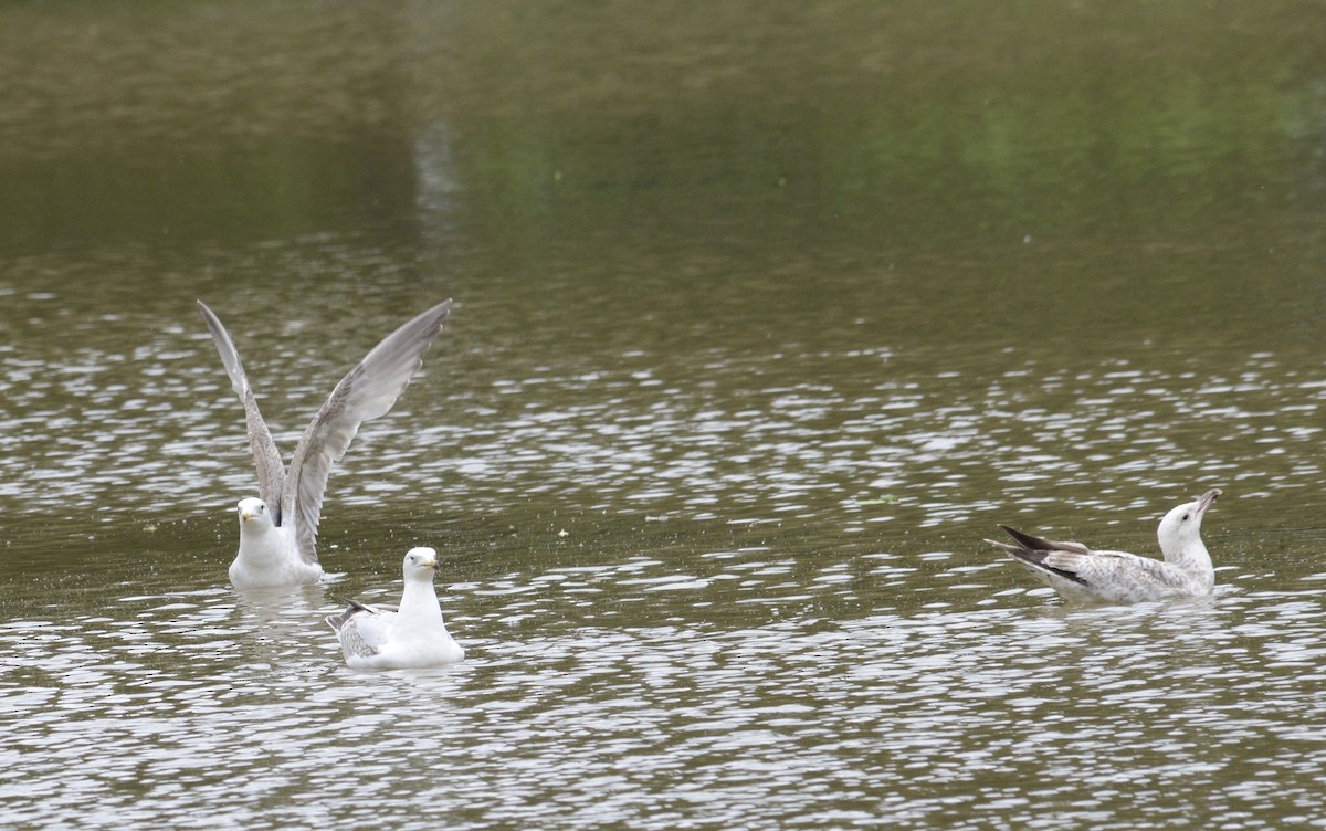 Lesser Black-backed Gull - ML620333307