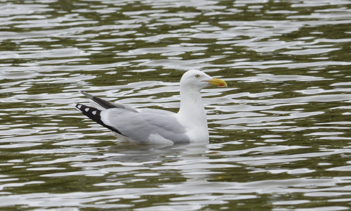 Gaviota Sombría - ML620333308