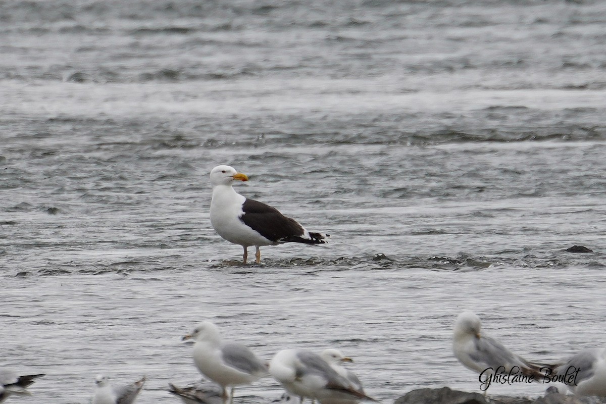 Great Black-backed Gull - ML620333314