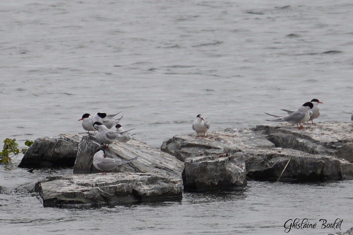 Common Tern - ML620333318