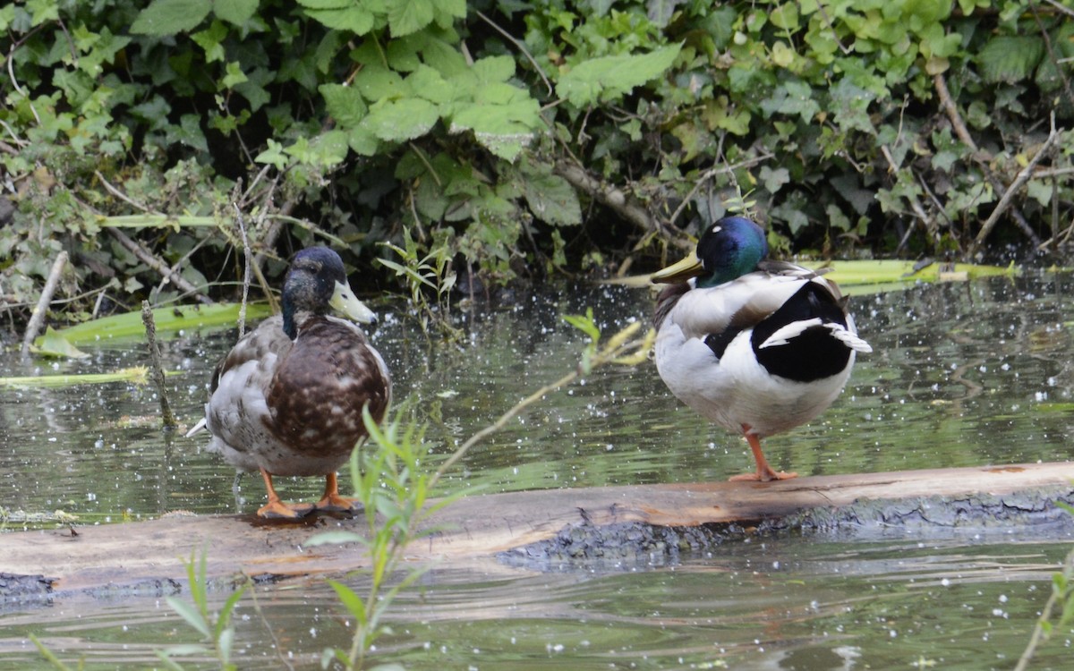 Canard colvert - ML620333329