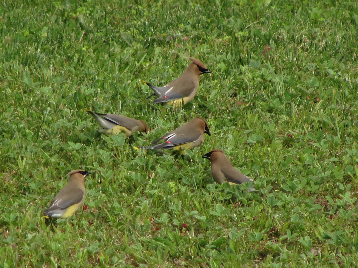 Cedar Waxwing - ML620333336