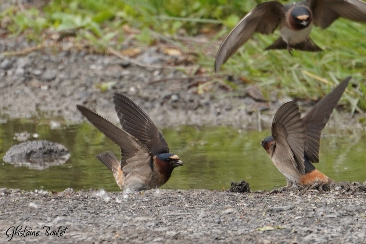 Cliff Swallow - ML620333337