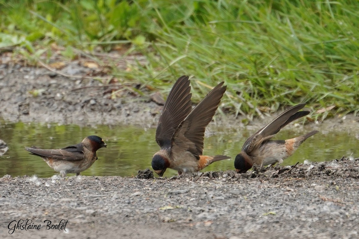 Cliff Swallow - ML620333338