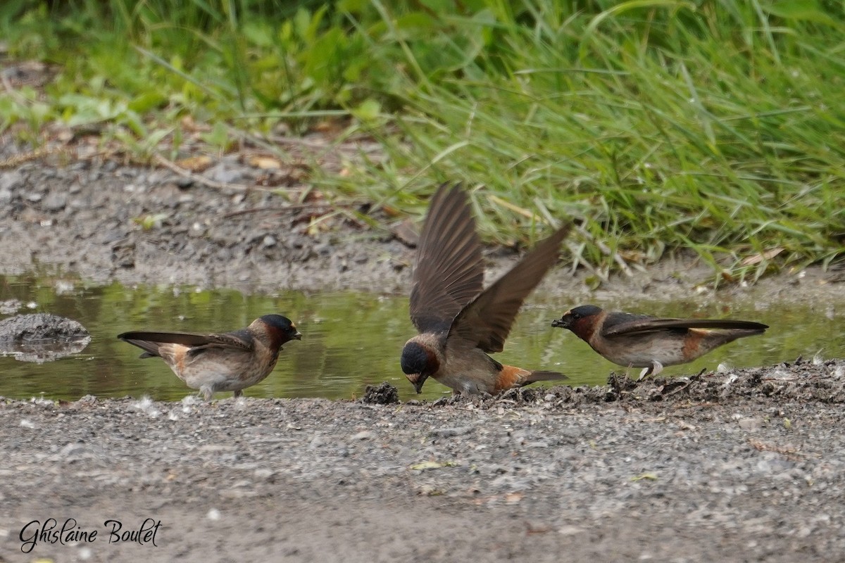 Cliff Swallow - ML620333339