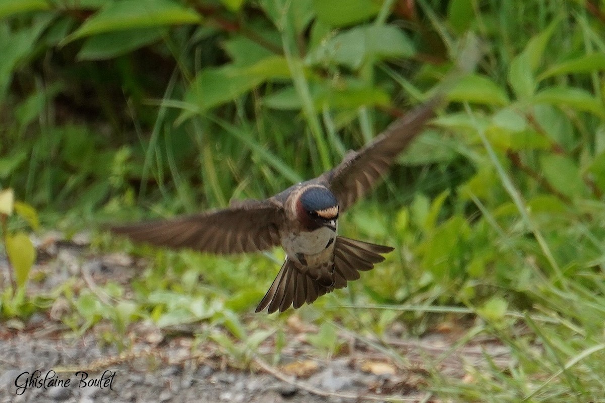 Cliff Swallow - ML620333340