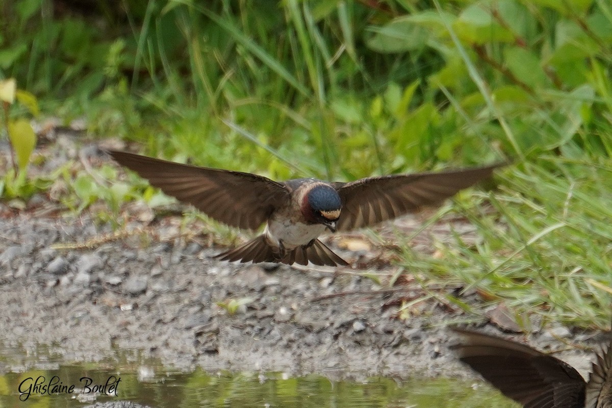 Cliff Swallow - ML620333341