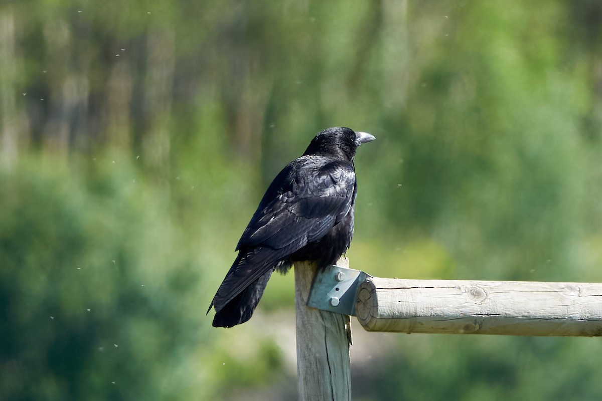 Carrion Crow - ML620333355