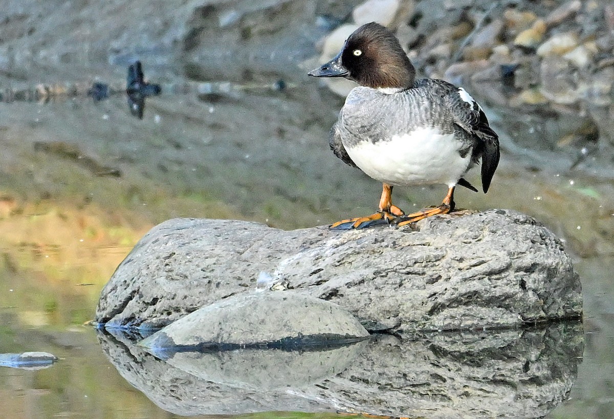 Common Goldeneye - Wayne Oakes