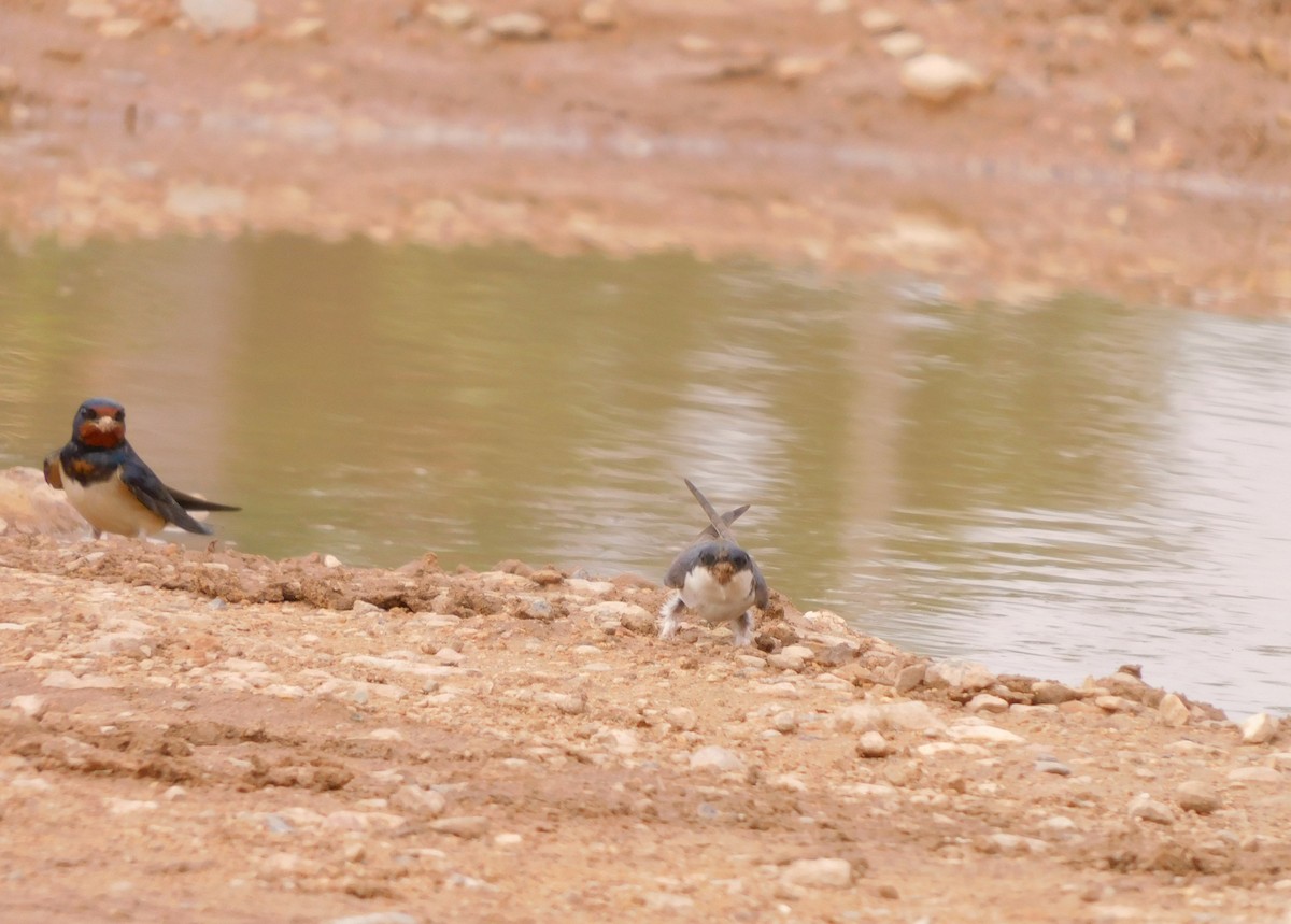 Barn Swallow - ML620333361