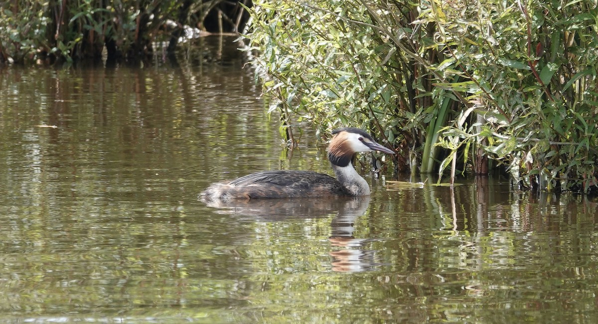 Great Crested Grebe - ML620333362