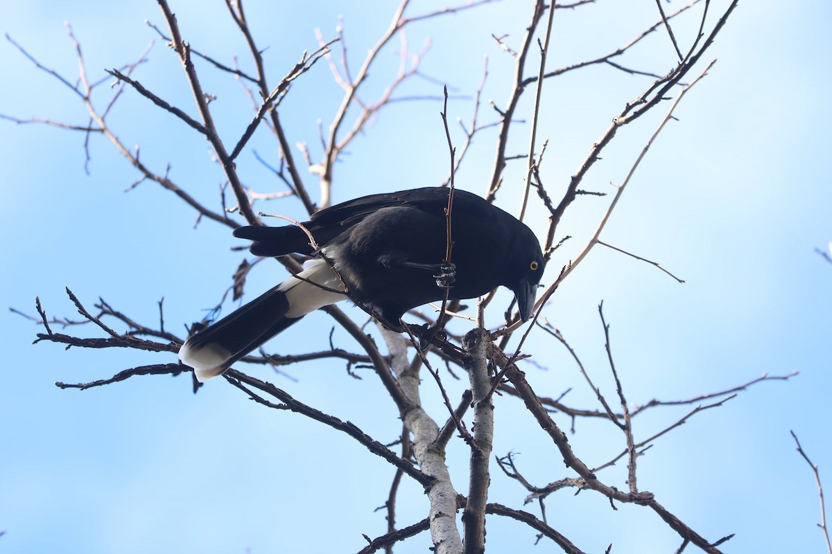 Pied Currawong - ML620333367