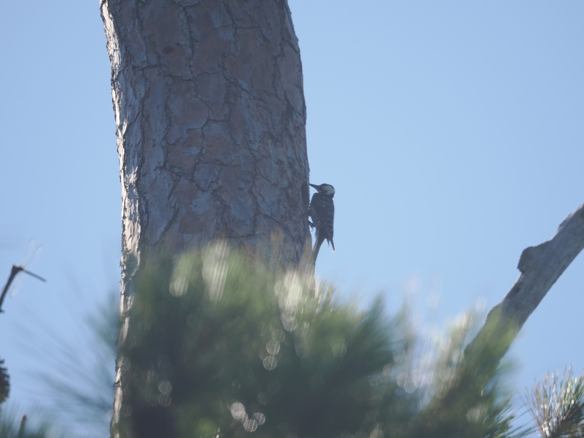 Red-cockaded Woodpecker - ML620333369