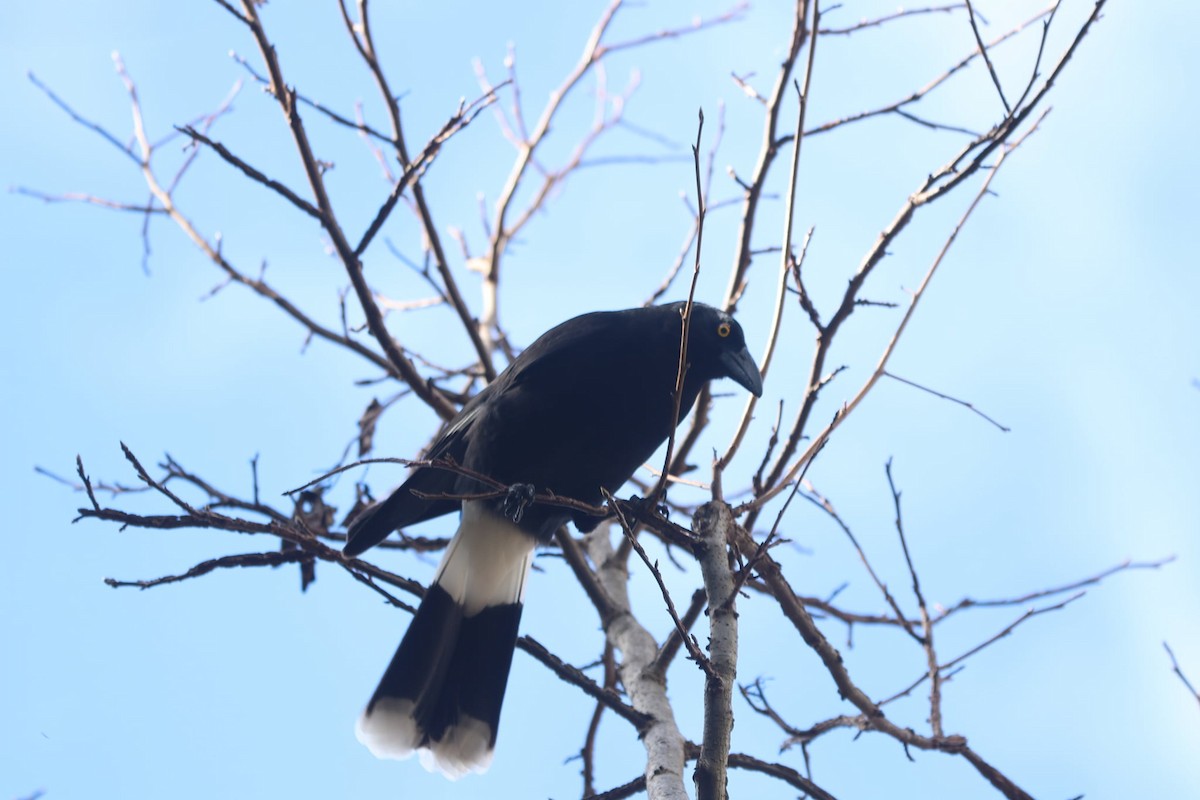 Pied Currawong - ML620333371