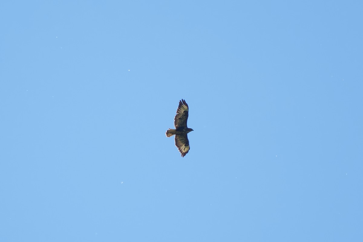 Common Buzzard - ML620333376