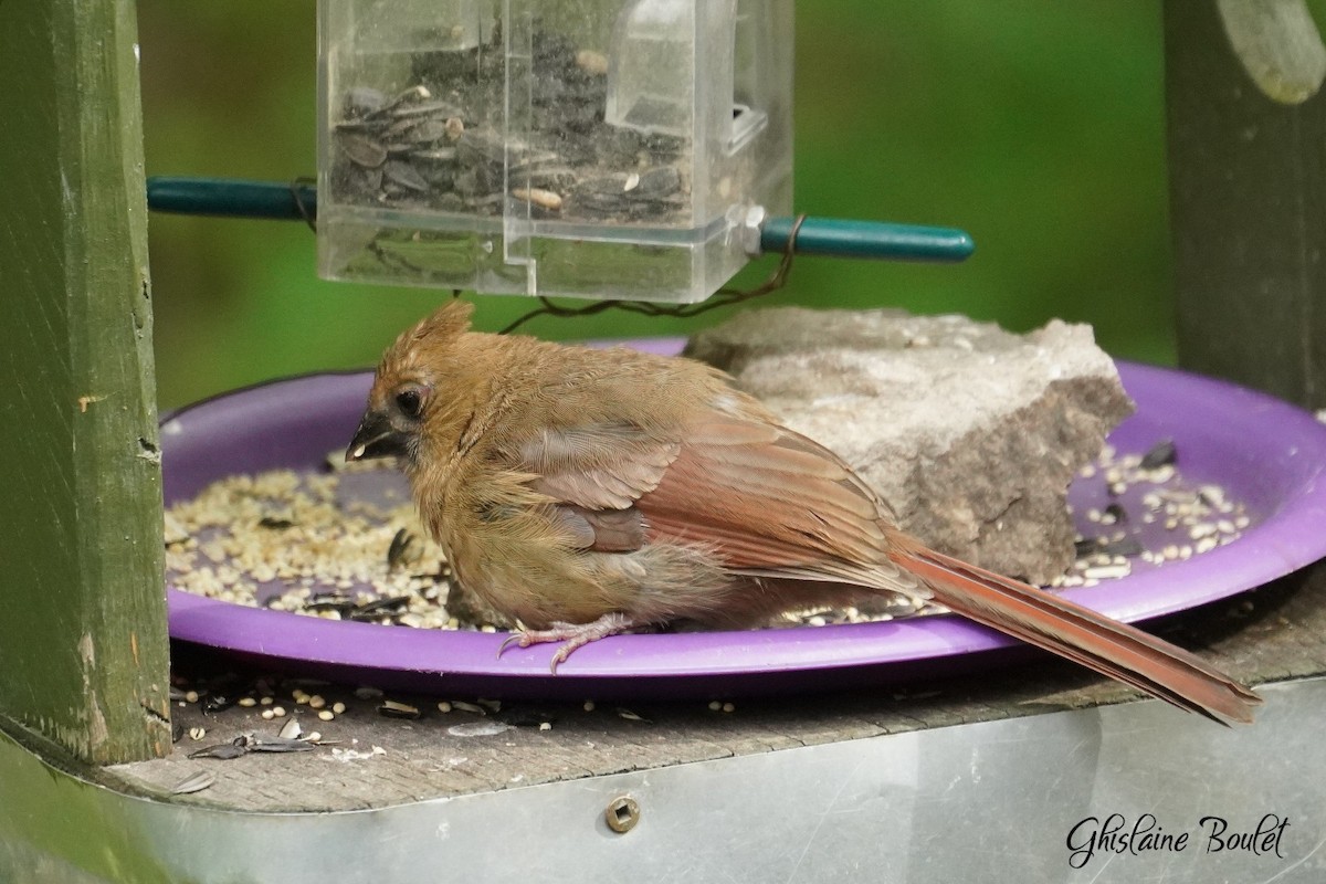 Northern Cardinal - ML620333391