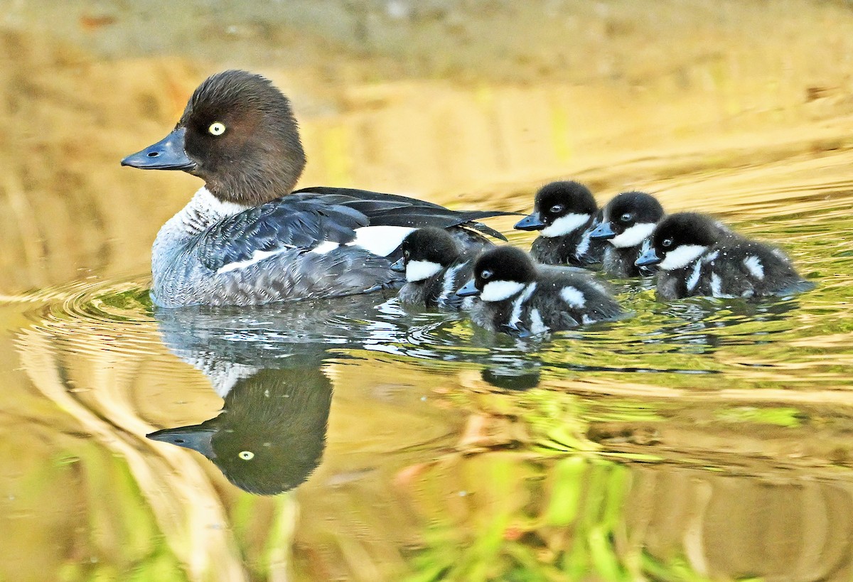 Common Goldeneye - ML620333392