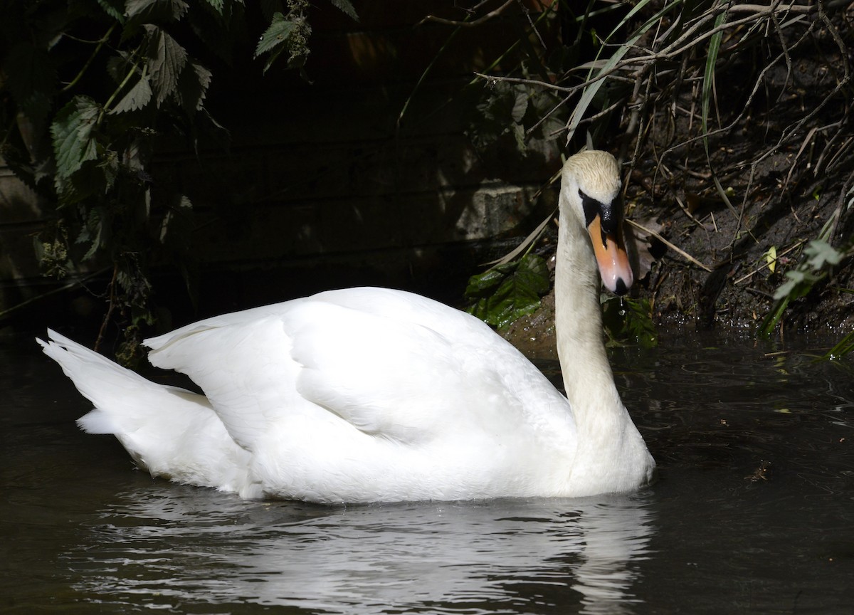 Mute Swan - ML620333395