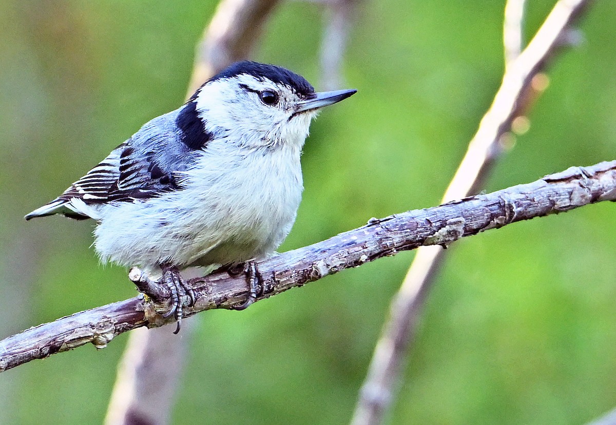 White-breasted Nuthatch - ML620333401