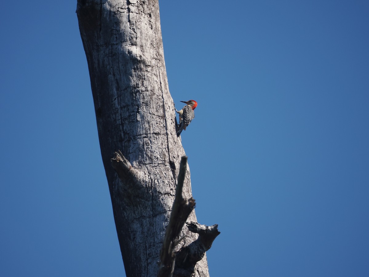Red-bellied Woodpecker - ML620333403