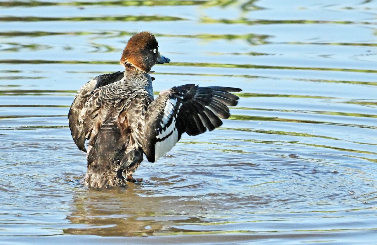 Common Goldeneye - Wayne Oakes