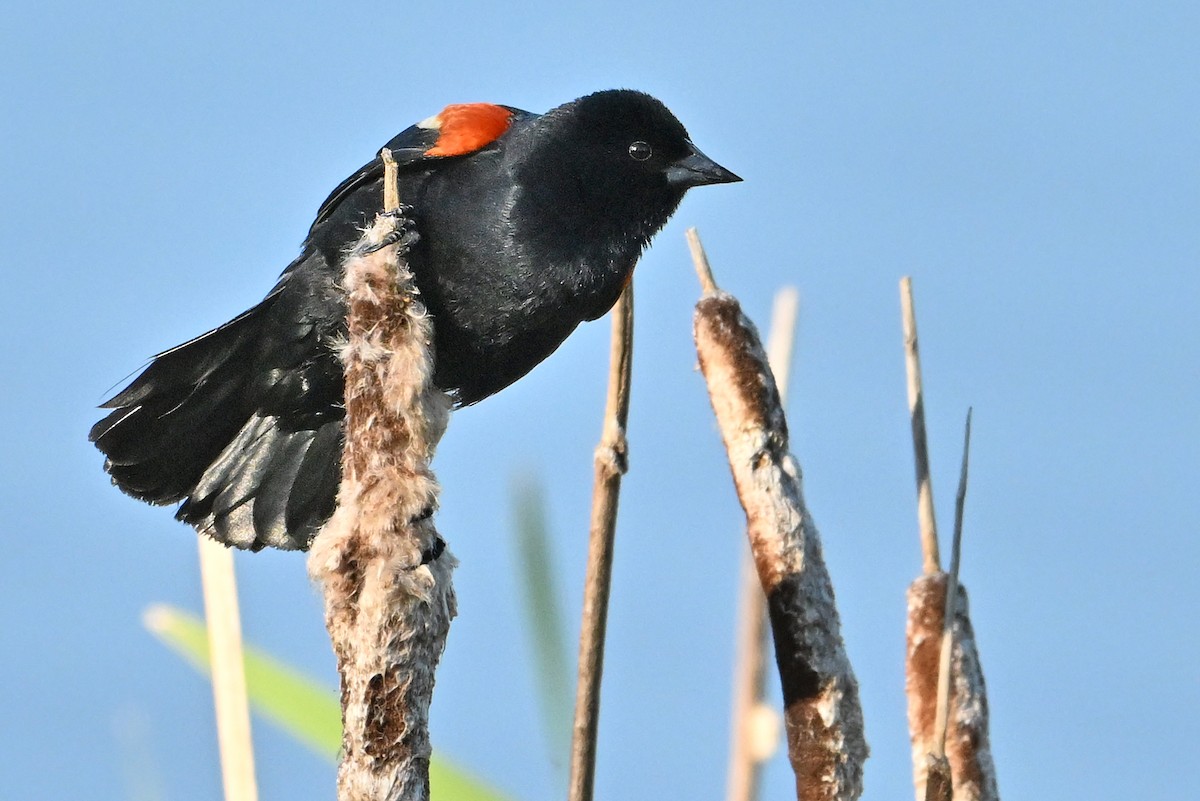 Red-winged Blackbird - ML620333407