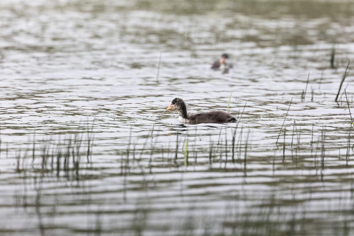 Eurasian Coot - ML620333417