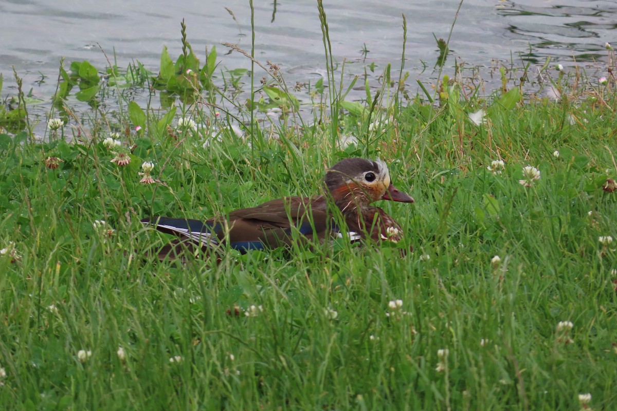 Mandarin Duck - ML620333426