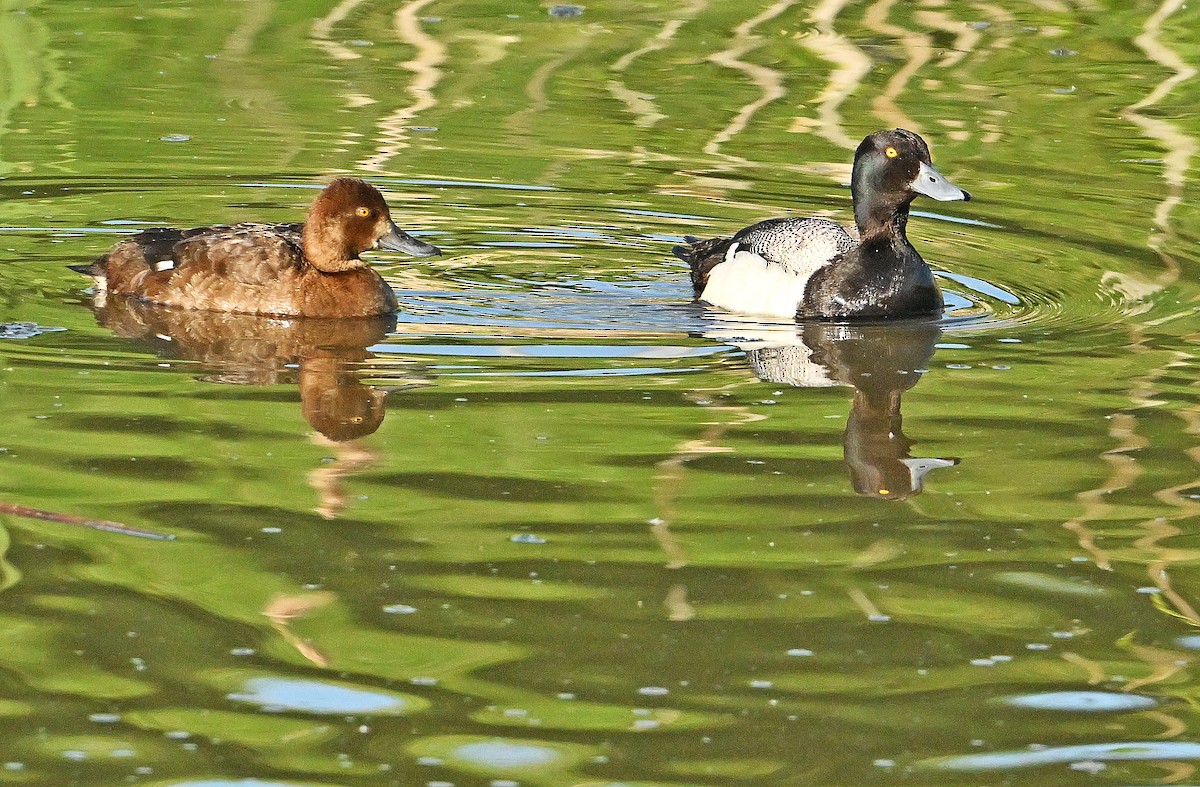 Lesser Scaup - ML620333434