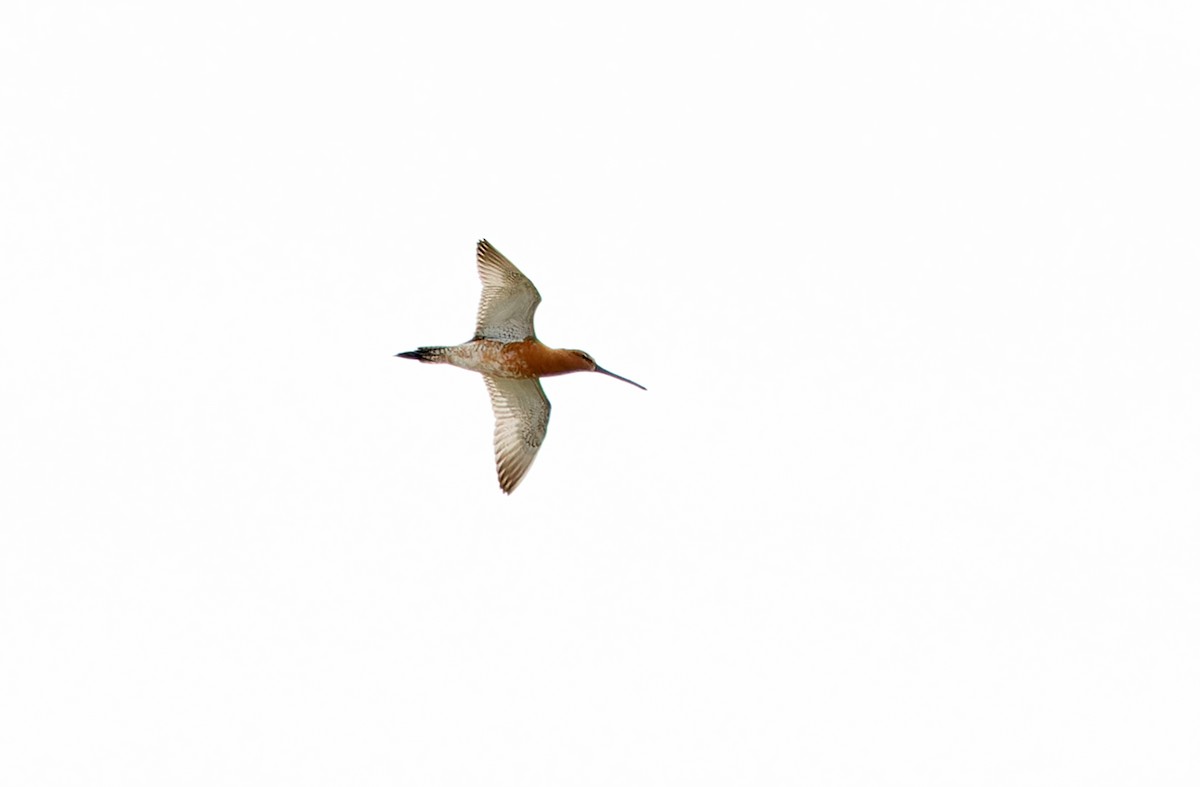 Asian Dowitcher - ML620333440