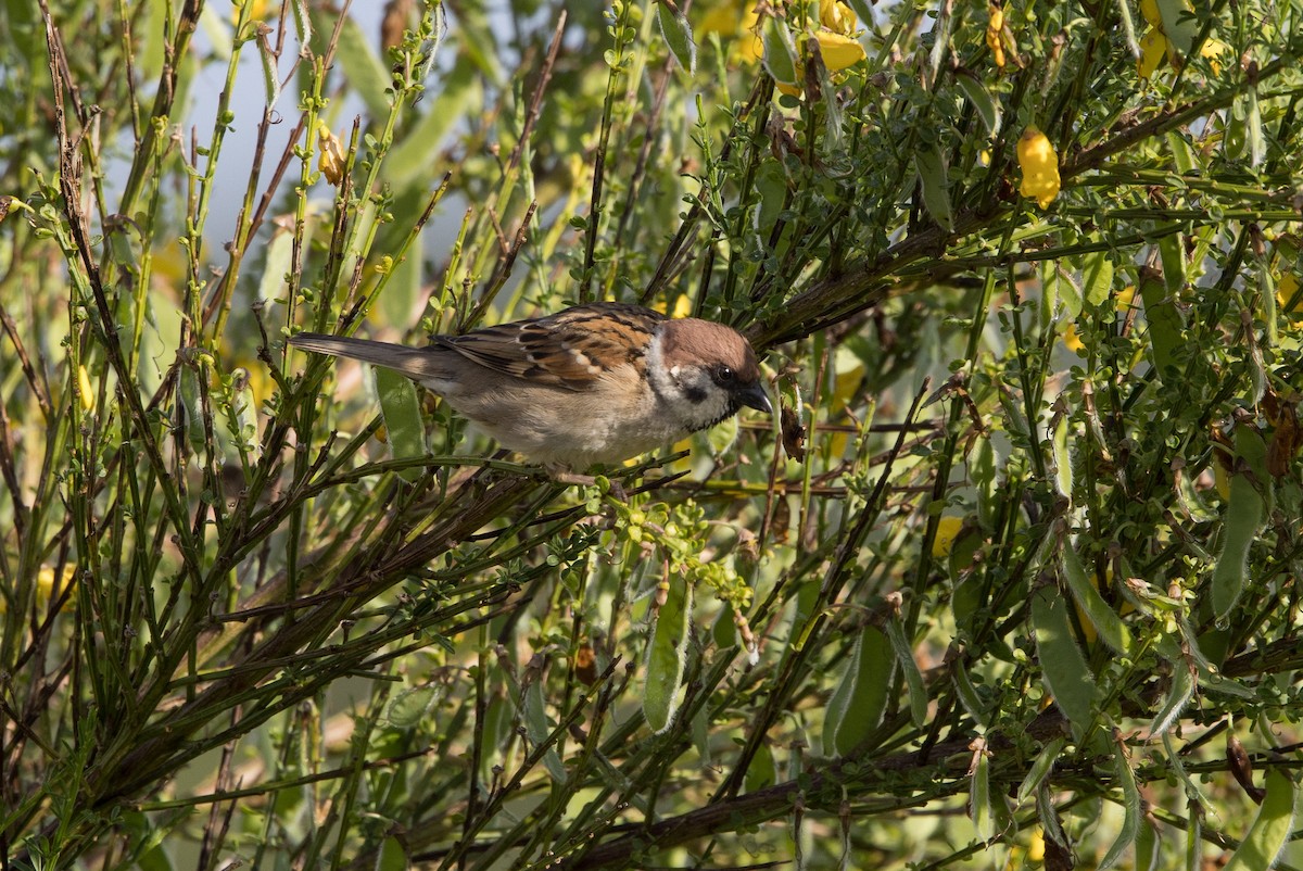 Eurasian Tree Sparrow - ML620333449