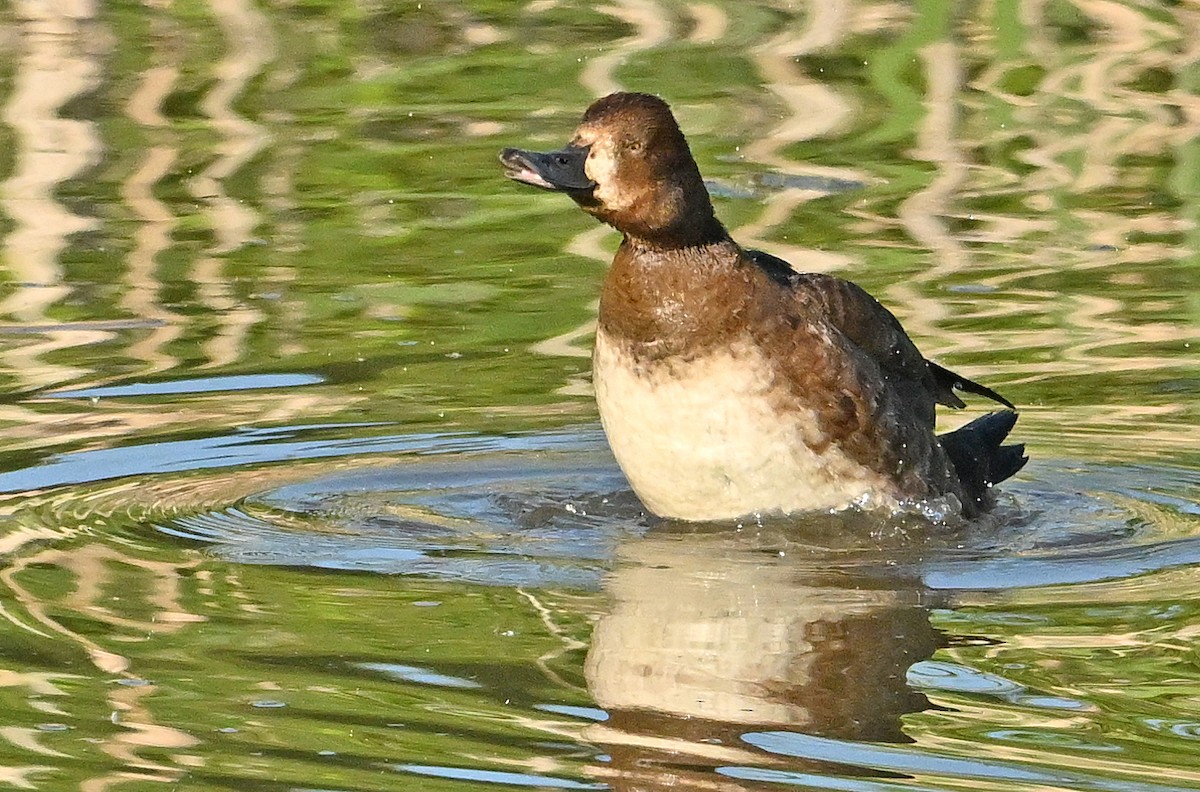 Lesser Scaup - ML620333451