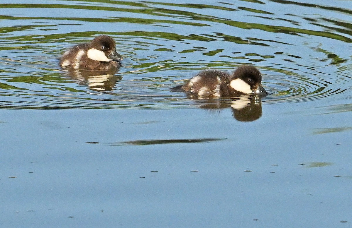 Common Goldeneye - ML620333462