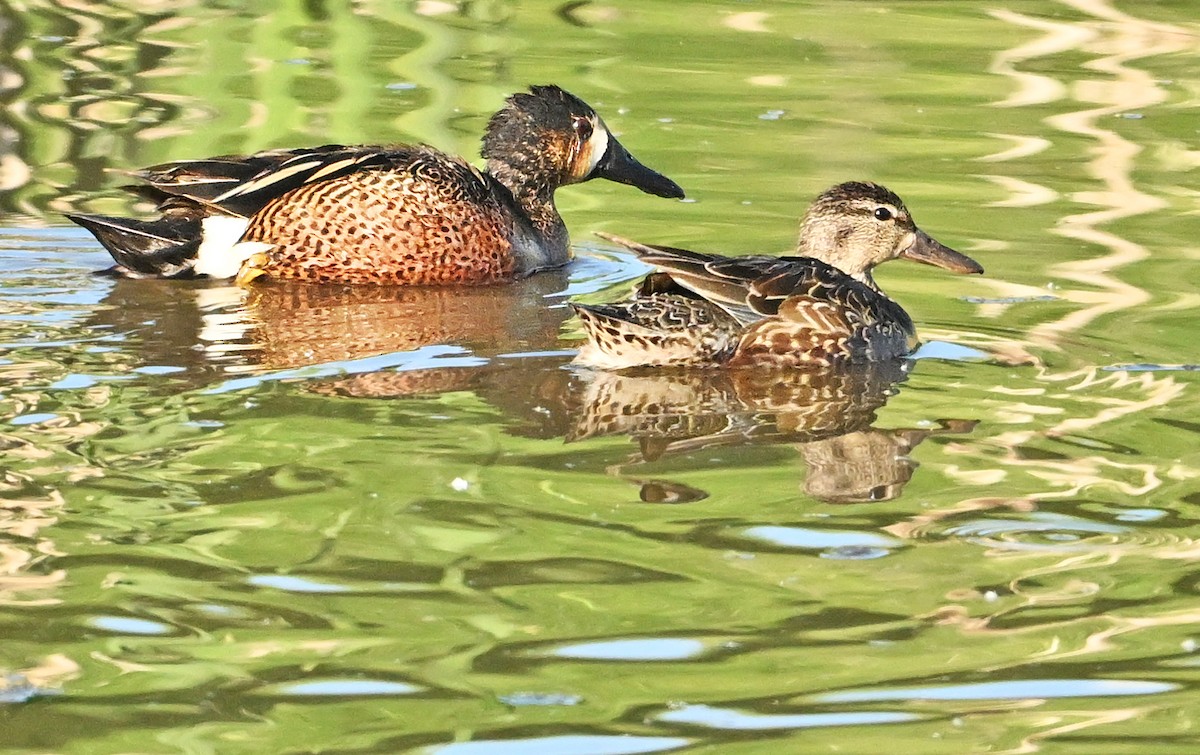 Blue-winged/Cinnamon Teal - ML620333464