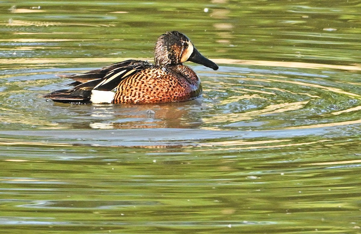 Blue-winged/Cinnamon Teal - ML620333472