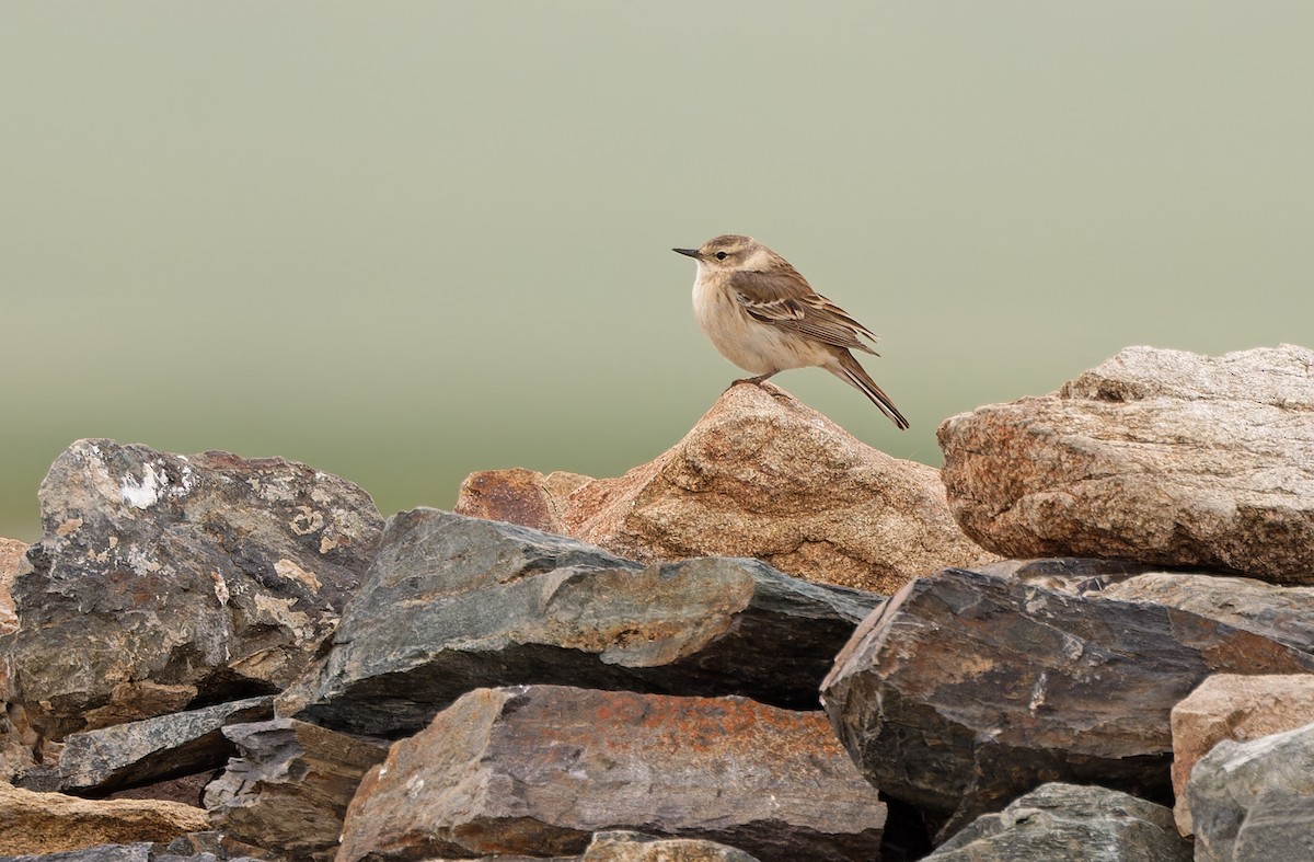 Water Pipit - ML620333475
