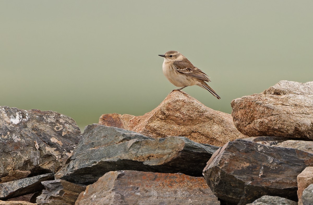 Water Pipit - ML620333476