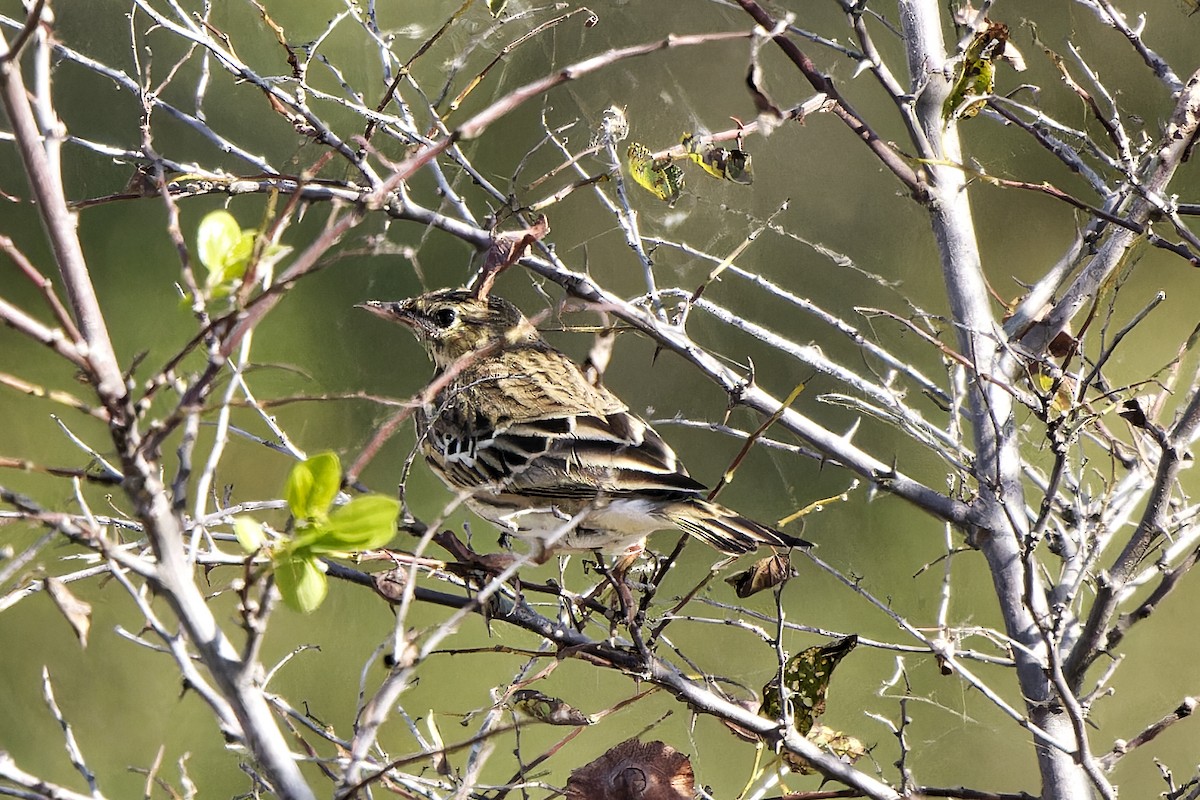 Meadow Pipit - ML620333477