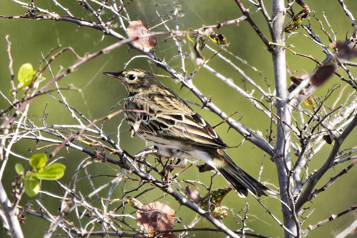 Meadow Pipit - ML620333480