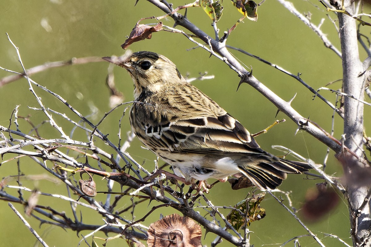 Meadow Pipit - ML620333481