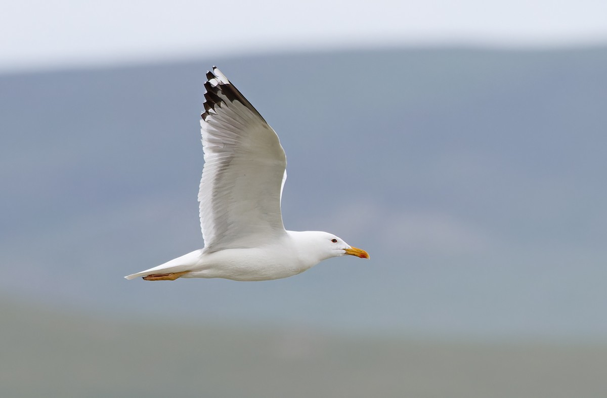Herring Gull (Mongolian) - ML620333485