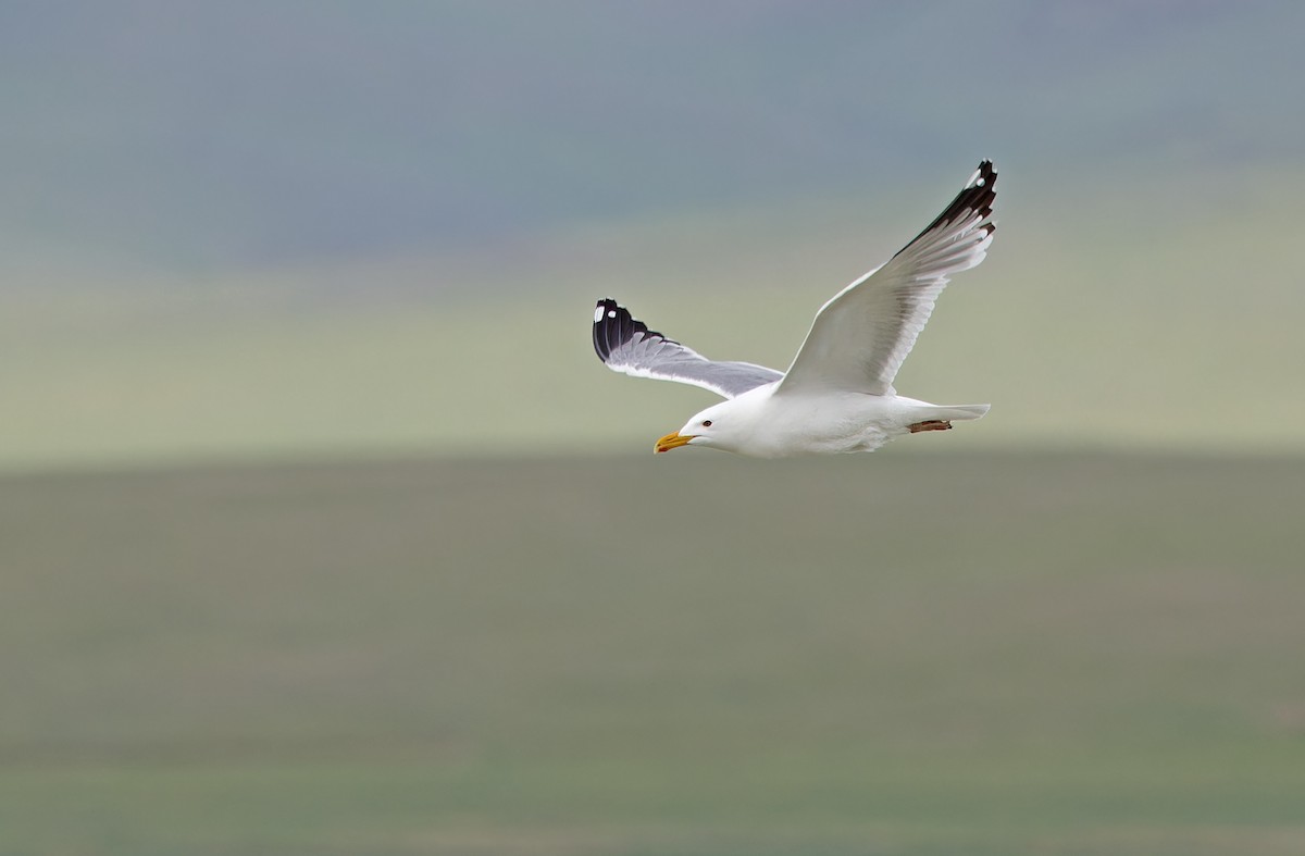 Herring Gull (Mongolian) - ML620333486