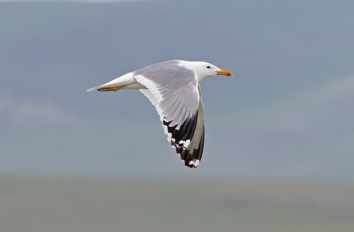 Herring Gull (Mongolian) - ML620333487