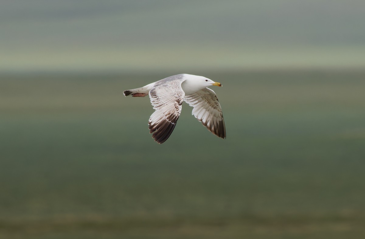 Herring Gull (Mongolian) - ML620333489