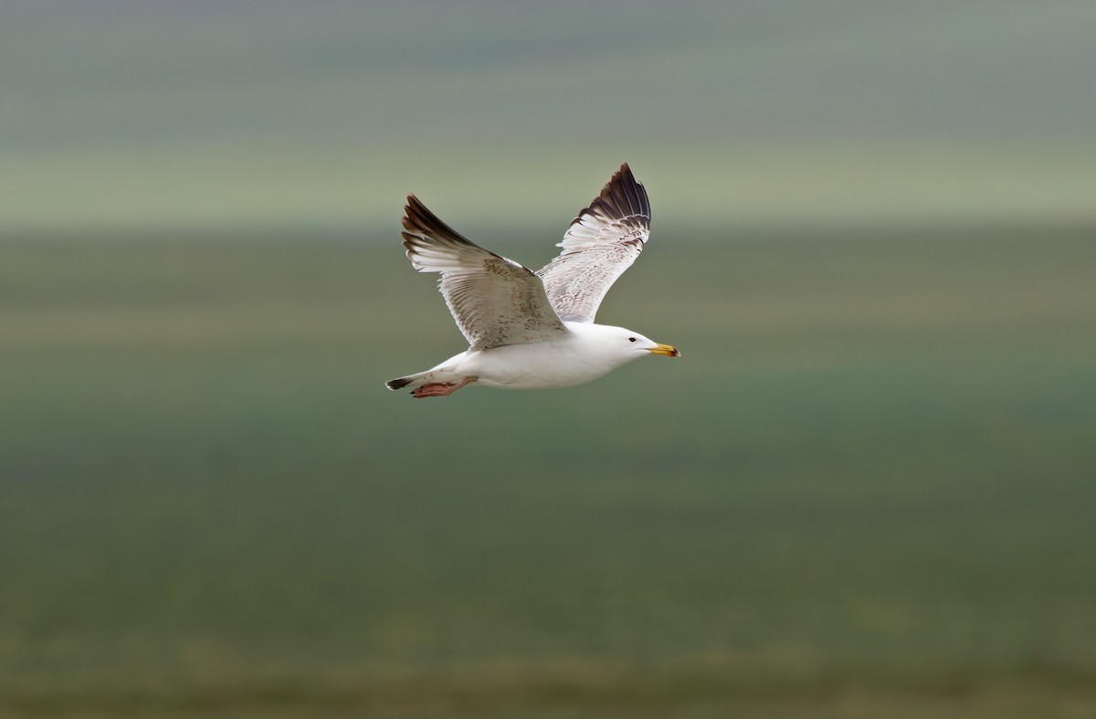 Herring Gull (Mongolian) - ML620333490